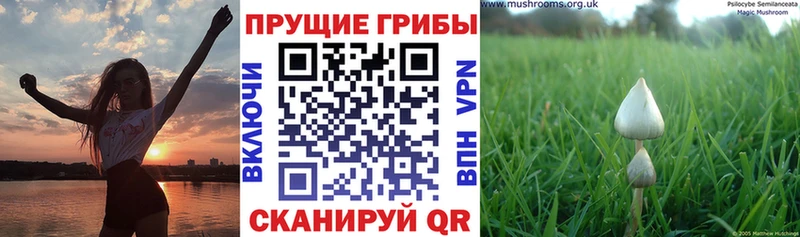 цены наркотик  Богучар  Псилоцибиновые грибы MAGIC MUSHROOMS 
